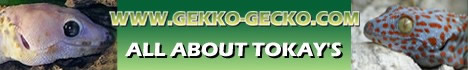 Gekko-Gecko all about tokays